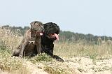 CANE CORSO 209